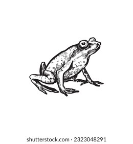 handdrawn frog illustration, frog drawing, toad, animal, swamp