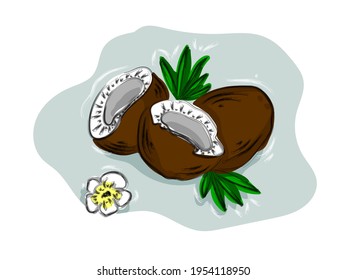 Cocotero de fruta a mano, mitades de coco y hojas de palmera.  Ilustración de comida tropical vectorial. 