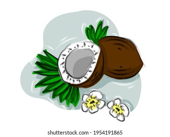 Hand-drawn  fruit coconut, coconut halves and palm leaves.  Vector tropical food illustration. 