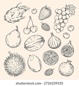 Hand-drawn Fruit Vector Set: Pitaya, Blueberry, Strawberry, Grape, Mulberry, Cherry, Pear, Carambole, Fig, Pomegranate, Mango, Rambutan Line Art Illustrations