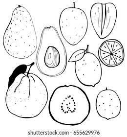 Hand-drawn fruits. Avocado, lime, guava, Sapodilla.  Vector illustration.