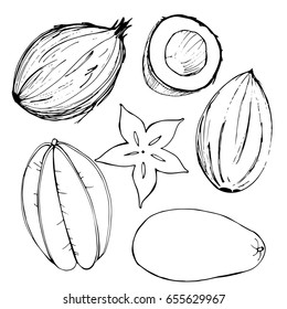 Hand-drawn fruits. Coconut, mango, carambola.  Vector illustration.  