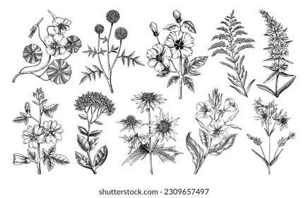 Handgezeichnete Gartenblumensammlung. Blumenskizzen im Garten. Botanische Illustrationen einzeln auf weißem Hintergrund. Blumendesign-Elemente in Gravur für Drucke, Karten, Poster