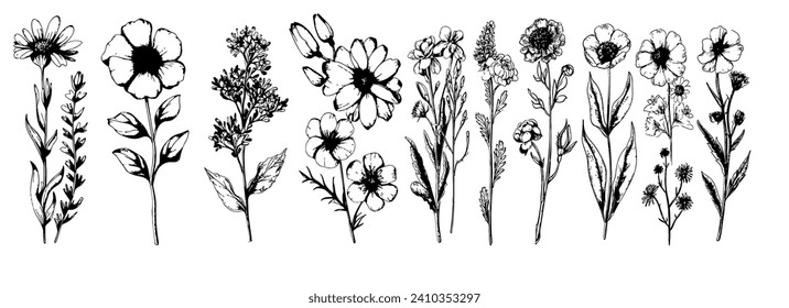 Hand-drawn garden summer flower collection.