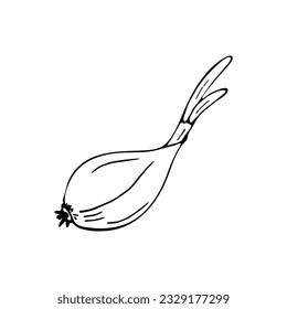 Hand-drawn garlic clove vector illustration on white 