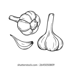 Alho desenhado à mão em estilo vetorial. Inclui bolbos de alho e cravo. Ideal para design de produtos orgânicos, ilustrações culinárias e embalagens ecológicas.