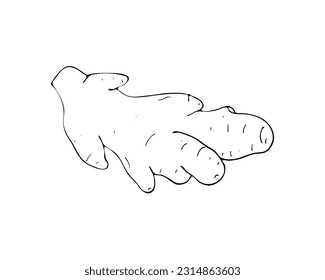 Hand-drawn ginger root, isolated on white background. Vector illustration