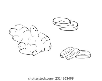 Hand-drawn ginger root, and sliced pieces. Herbal vector illustration isolated on white background
