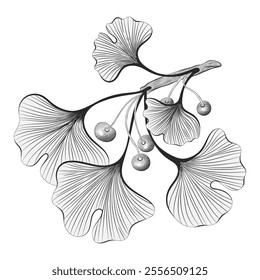 Hand-drawn ginkgo biloba outline vector illustration, botanical sketch on white background