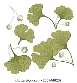 Hand-drawn ginkgo biloba plant elements, vector illustration, botanical sketch on white background