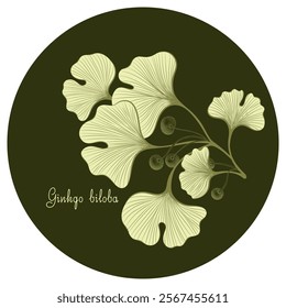 Hand-drawn ginkgo biloba plant as logo, vector illustration, botanical sketch on green background