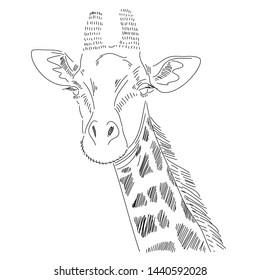 Hand-drawn giraffes wild animals zoo nature environment vector illustration