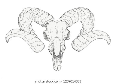 Hand-drawn goat skull