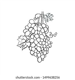 Hand-drawn grapes. For print, for packaging and label design.
