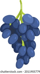 Hand-drawn grapes vector illustration. Farm organic ingredient for vine, juice or salad.  grape sort illustration. 