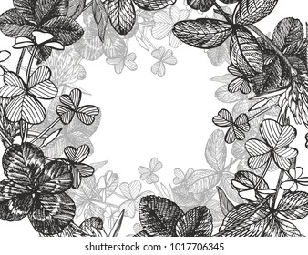 Hand-drawn graphic clover flower illustration. Painted botanical three-leaved meadow grass, isolated on white background. Happy St.Patrick 's Day card compositions.