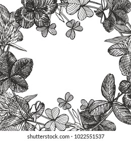 Hand-drawn graphic clover flower illustration. Painted botanical three-leaved meadow grass, isolated on white background. Happy St.Patrick 's Day card compositions.