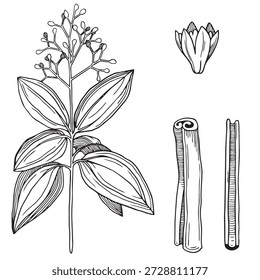 Ilustraciones gráficas dibujadas a mano de planta de canela y flor y palos de canela secos en estilo de boceto botánico detallado