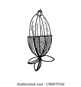Imagen gráfica hecha a mano de un brote de flores. Adormidera, caléndula, camomila. Imagen vectorial en blanco y negro aislada en fondo blanco.