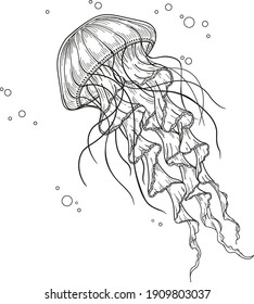 Hand-drawn graphic jellyfish isolated on white background