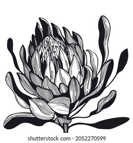 Hand-drawn graphic  protea.  Vector sketch illustration.