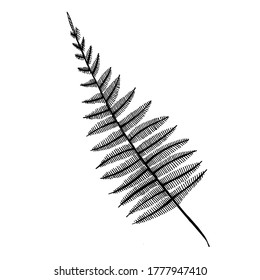 A hand-drawn graphic representation of a fern stem. Black and white vector image isolated on white background.