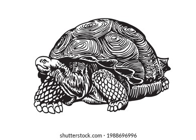 Hand-drawn graphical galapagos tortoise, vector illustration 