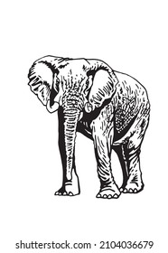 Ilustración gráfica a mano del elefante sobre fondo blanco,elemento vector