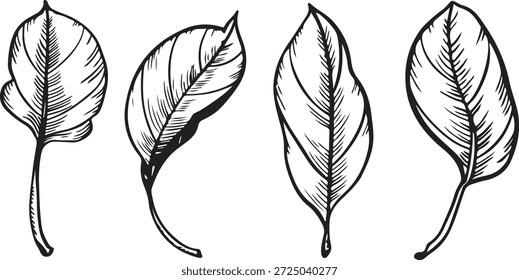 Gráficos dibujados a mano de cuatro hojas diferentes. Cada hoja tiene Formas y detalles distintos, mostrando texturas y patrones naturales.