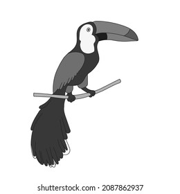 A Hand-drawn gray vector illustration of one toucan bird is sitting on a branch on a white background