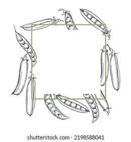 Hand-drawn green peas in pods. Vector frame. Sketch  illustration.