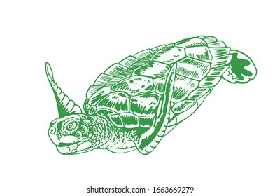 Hand-drawn green tortoise swimming isolated on white background,vector illustration