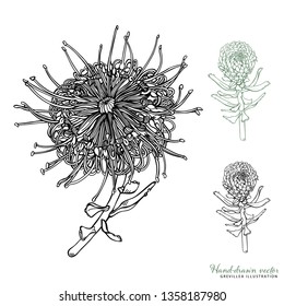 Hand-drawn Grevillea and Grevillea buds Vector Illustrations