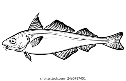 Hand-drawn haddock. Vector sketch of a fish isolated on a white background.