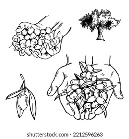 Hand-drawn hands with olives.  Vector sketch  illustration.