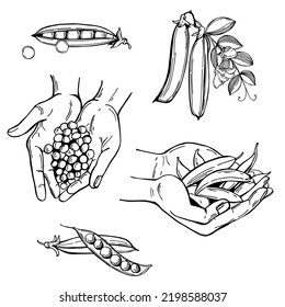 Hand-drawn hands with peas. Vector sketch  illustration.
