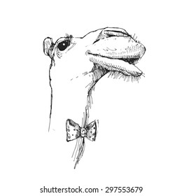 Hand-drawn head of a camel. Sketch of the head of a camel. Camel with a bow tie. Retro illustrations.