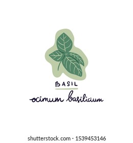 hand-drawn herb basil vector illustration. Creative herb texture for fabric, wrapping, textile, wallpaper, apparel.