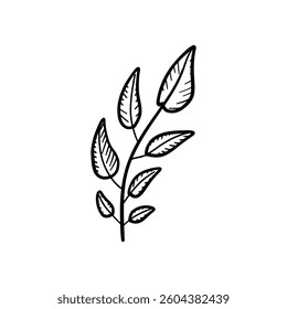 Hand-drawn herb branch with detailed leaves ideal for nature themes, organic skincare labels, eco packaging, and natural health branding.