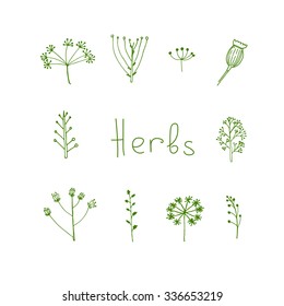 Hand-drawn herbal elements in vector
