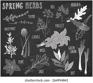 hand-drawn herbs doodle set on chalkboard