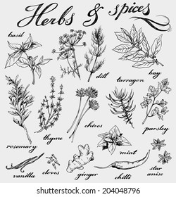 hand-drawn herbs and spices collection