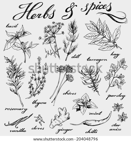 hand-drawn herbs and spices collection