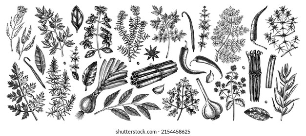 Hand-drawn herbs and spices sketches collection. Hand-sketched food illustrations isolated on white. Vintage aromatic plants set in sketch style. Kitchen spice and herbs black and white drawings