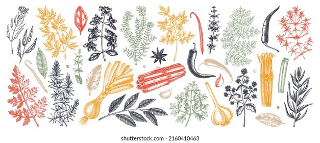 Hand-drawn herbs and spices sketches collection. Hand-sketched food illustrations in color. Vintage aromatic plants set in sketched style. Kitchen spice and herbs drawings for packaging, menu, labels