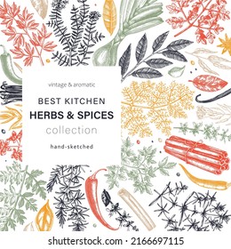 Hand-drawn herbs and spices vector design. Hand-sketched food square card. Vintage aromatic plants hand-drawing. Kitchen herbs and spice frame template in color for menu or banners