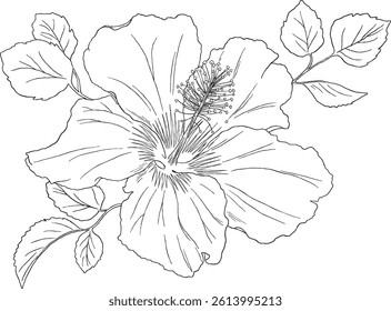 Hand-drawn hibiscus flower sketch, capturing the beauty of tropical blooms. Ideal for botanical, tropical, or spa designs.