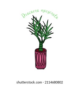 Hand-drawn home tree in a flower pot. Doodle houseplant. Vector images for the decoration of various goods, textiles, postcards