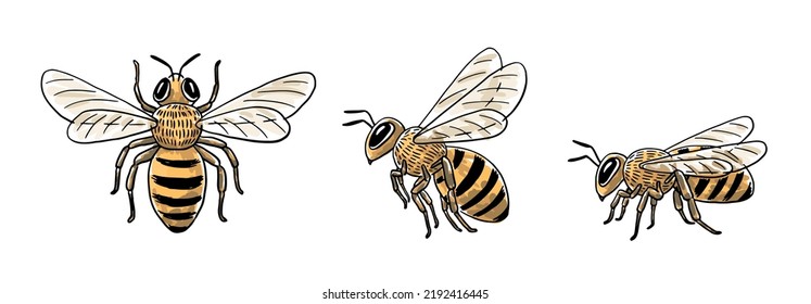 Hand-drawn honey bee illustration set: top view, flying side view, and sitting side view