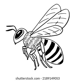 Hand-drawn honey bee side view in flight